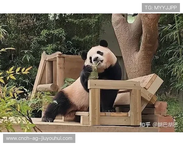 大象骑熊猫踢足球展现奇妙跨物种竞技对抗魅力